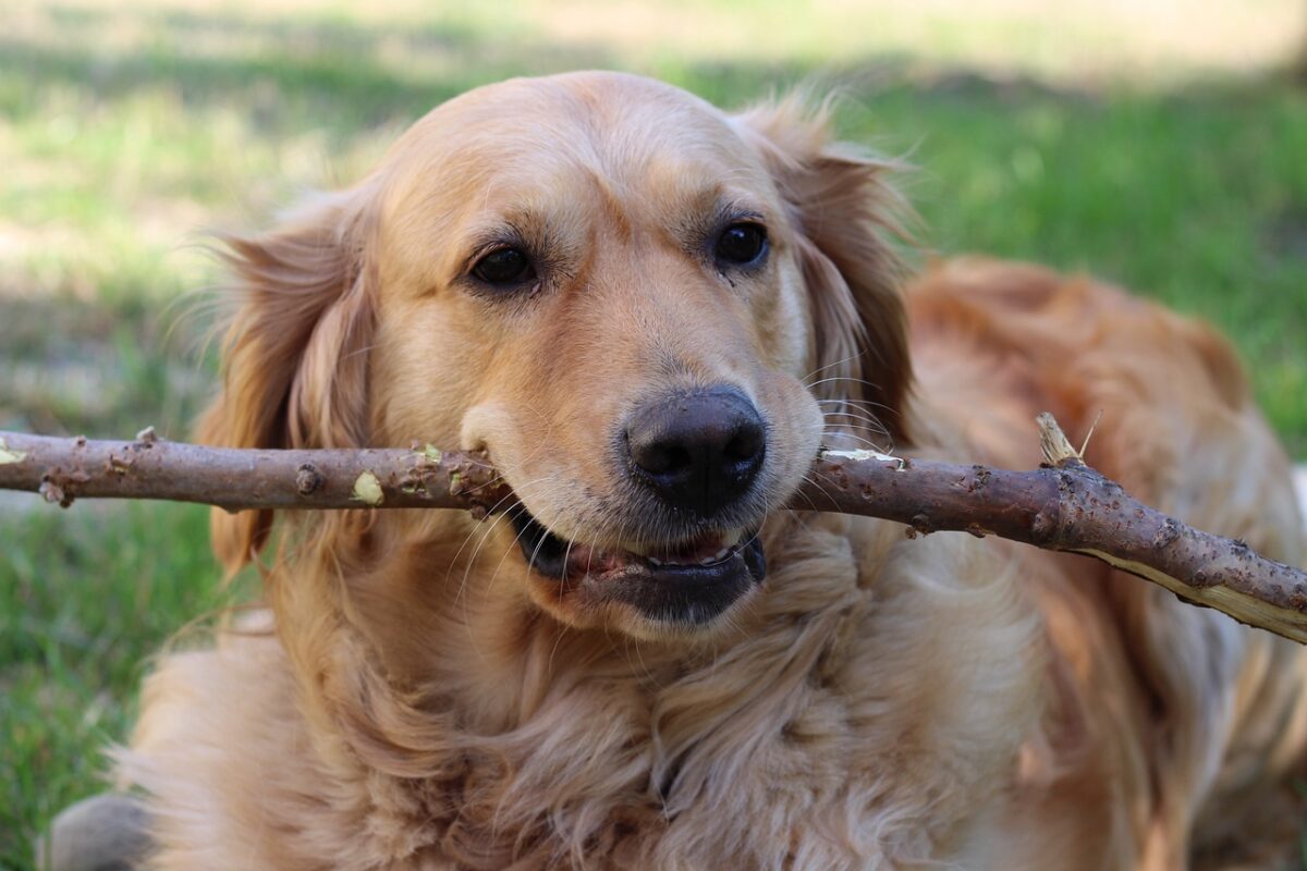 Mon article sur les golden retrievers
