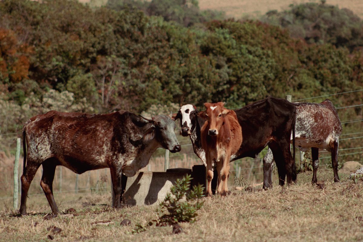Les soins dentaires pour animaux de compagnie : tout ce que vous devez savoir